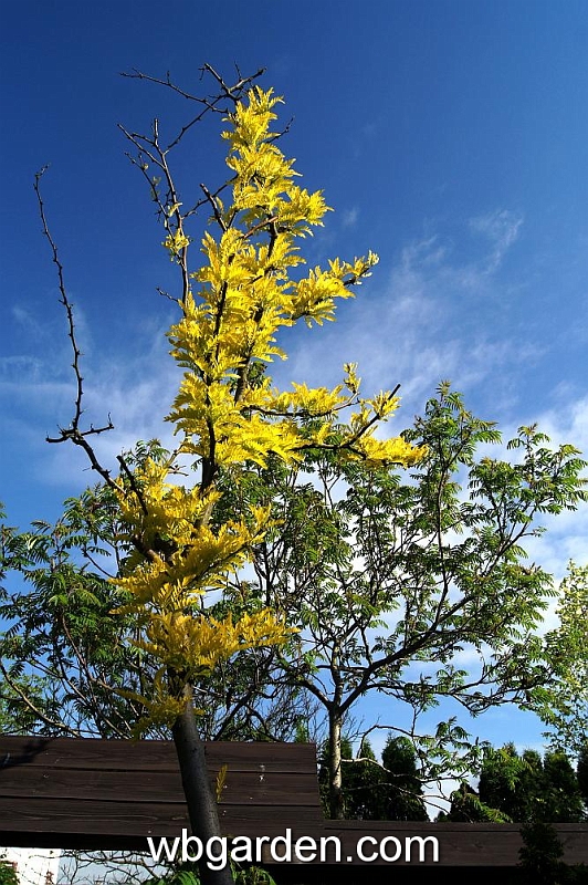 wbgarden spring 62.JPG